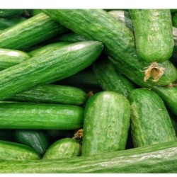 Cucumber Cucumber