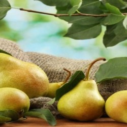 pear pear