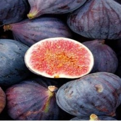 Fruit figs Fruit figs