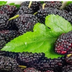 Black Berry Black Berry