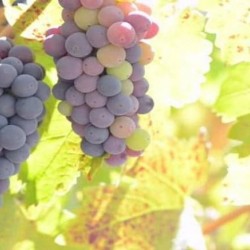 Grape  Grape