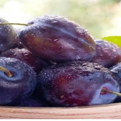 plum plum