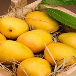 mango mango