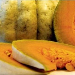 Pumpkin plant Pumpkin plant