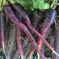 Black Carrots  Black Carrots