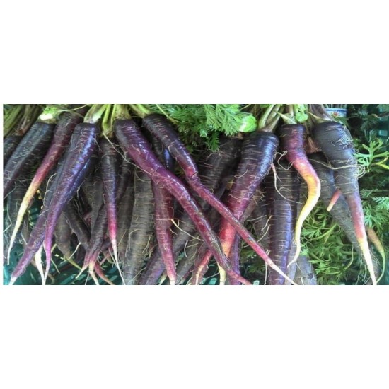  Black Carrots