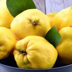 quince Concentrated juice   quince Concentrated juice