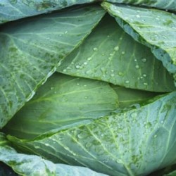 CABBAGE CABBAGE