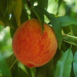 peach peach