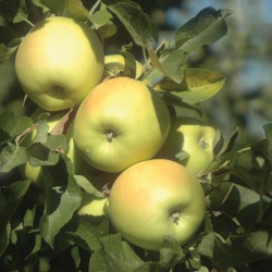 Apple Apple