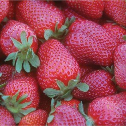 Strawberries Strawberries