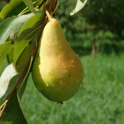 pear pear