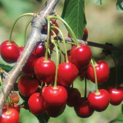 cherries cherries