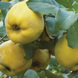 quince quince