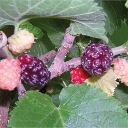 Black raspberries Black raspberries