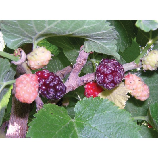 Black raspberries