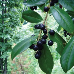Black Berry Black Berry