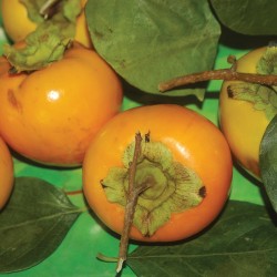 persimmon fruit  persimmon fruit