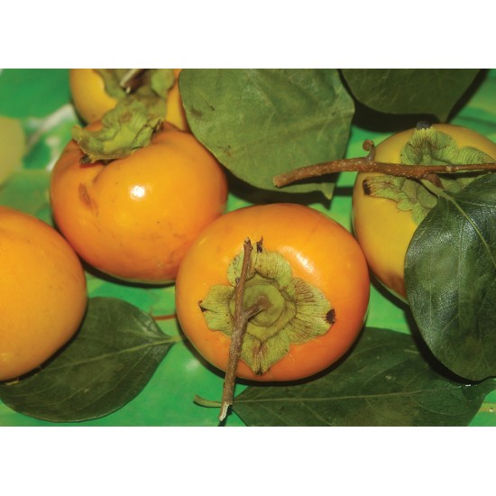  persimmon fruit
