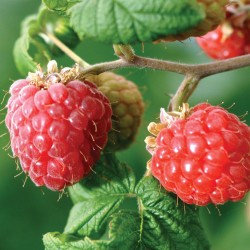 Raspberry Raspberry