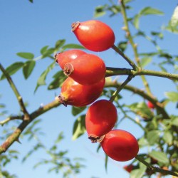 rosehip rosehip