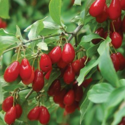 Cranberry Cranberry