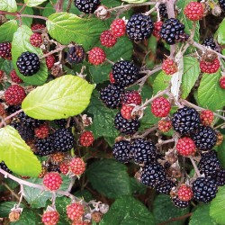 Black Berry Black Berry