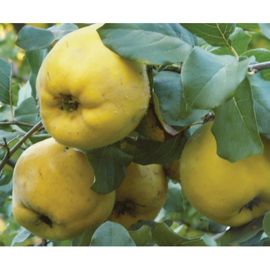  quince Concentrated juice 