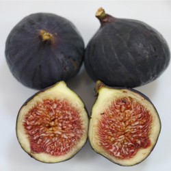 figs Concentrated juice  figs Concentrated juice