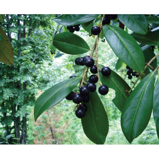 Black Berry Concentrated juice 